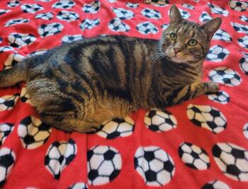 Champa -  Domestic Short Hair Cat for Adoption in Minneapolis, Minnesota - Champa | PetCurious