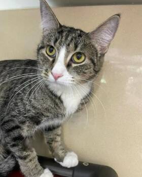 Melinda -  Domestic Short Hair Cat for Adoption in Stillwater, Oklahoma - Melinda | PetCurious