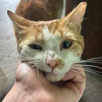 Larry Bumblefloof - Fluffy and Slightly Confused -  American Shorthair Cat for Adoption - Larry Bumblefloof - Fluffy And Slightly Confused | PetCurious