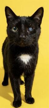 GLENN -  Domestic Short Hair Cat for Adoption in Jacksonville, Florida - GLENN | PetCurious