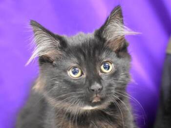 Toothless -  Domestic Medium Hair Cat for Adoption in Portland, Oregon - Toothless | PetCurious