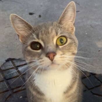 Rescue Domestic Short Hair Cats for Adoption in Columbia, Missouri - Oracle | PetCurious