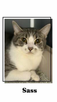 Sass -  Domestic Short Hair Cat for Adoption in Caistor Centre, Ontario - Sass | PetCurious