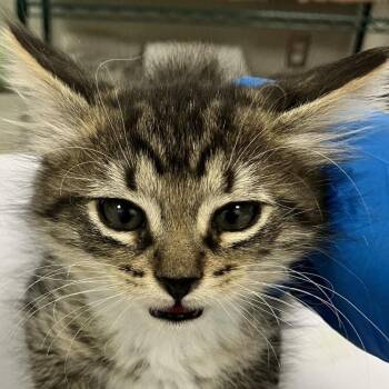 107663 -  Domestic Short Hair Cat for Adoption in Las Cruces, New Mexico - 107663 | PetCurious