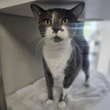 Loki -  Domestic Short Hair Cat for Adoption in Las Cruces, New Mexico - Loki | PetCurious