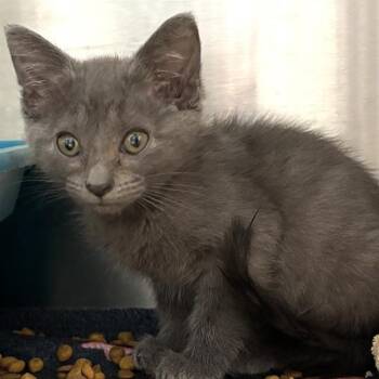 BRANDY -  Domestic Short Hair Cat for Adoption in St. Louis, Missouri - BRANDY | PetCurious