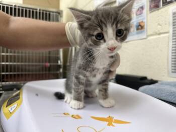GREG -  Domestic Short Hair Cat for Adoption in Santa Fe, New Mexico - GREG | PetCurious