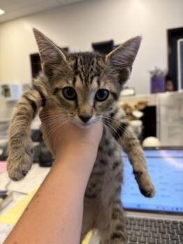 Scuttle- ADOPTED -  Domestic Short Hair Cat for Adoption in Atlanta, Georgia - Scuttle- ADOPTED | PetCurious