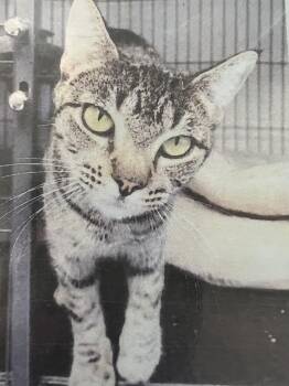 Domestic Short Hair Cats Available for Adoption in New Windsor, New York - Juno | PetCurious