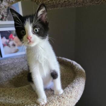 Nerd -  Domestic Short Hair Cat for Adoption in Chaska, Minnesota - Nerd | PetCurious