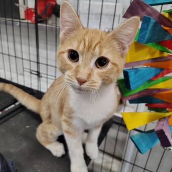 Calamine -  Domestic Short Hair Cat for Adoption in Beulaville, North Carolina - Calamine | PetCurious