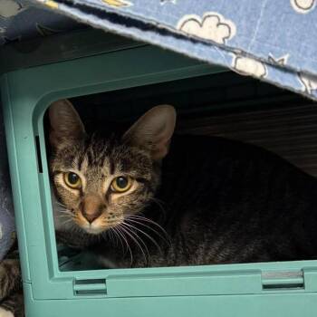 Annona -  Domestic Long Hair Cat for Adoption in Edwardsville, Illinois - Annona | PetCurious