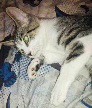 Rescue Domestic Short Hair Cats for Adoption in New Albany, Indiana - Flash | PetCurious