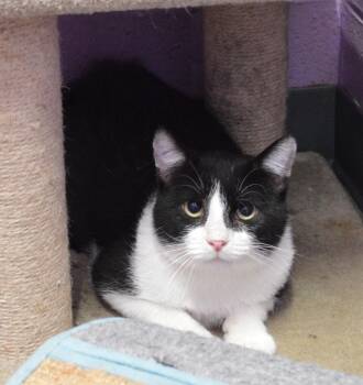 The Chariot -  Domestic Short Hair Cat for Adoption - The Chariot | PetCurious