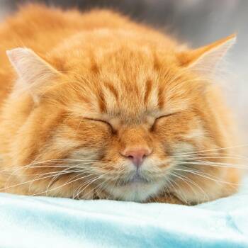 Maine Coon and Domestic Long Hair Cats Available for Adoption - Sissy | PetCurious