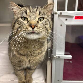 Domestic Short Hair Cats Available for Adoption - Irish Breakfast *Meet Me At Eagan Petsmart* | PetCurious