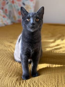 Rescue Domestic Short Hair Cats for Adoption in Calverton, Maryland - Xena | PetCurious