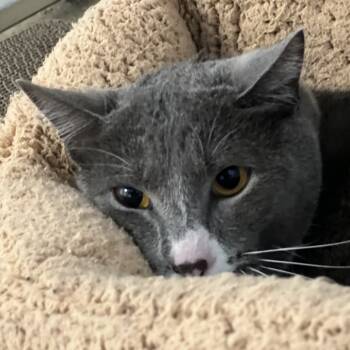 Rescue Domestic Short Hair Cats for Adoption in Goleta, California - Capone | PetCurious