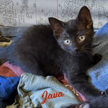 Java #demitasse-trio -  Bombay Cat for Adoption in Houston, Texas - Java #demitasse-trio | PetCurious