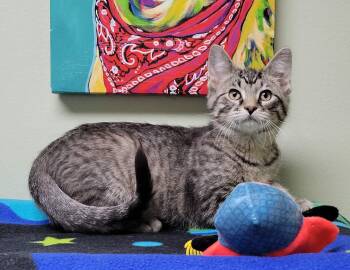 Domestic Short Hair Cats Available for Adoption - Starry Night | PetCurious