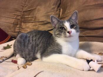Charmin -  Domestic Short Hair Cat for Adoption in Blaine, Minnesota - Charmin | PetCurious