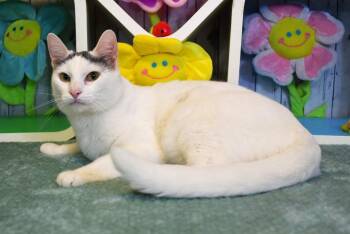 Domestic Short Hair Cats Available for Adoption in Roanoke, Texas - Whispurr | PetCurious