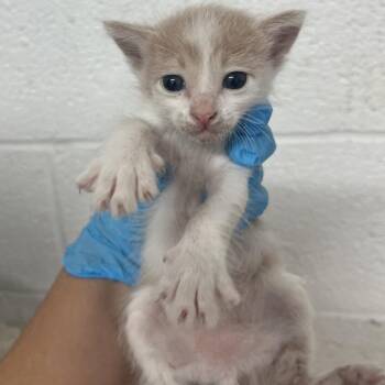 Cedric -  Domestic Short Hair Cat for Adoption in Edinburg, Texas - Cedric | PetCurious