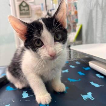 Jude -  Domestic Medium Hair Cat for Adoption in Pinellas Park, Florida - Jude | PetCurious
