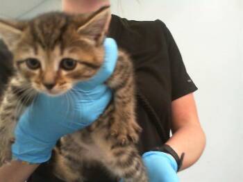 Domestic Short Hair Cats Available for Adoption - NOVA | PetCurious