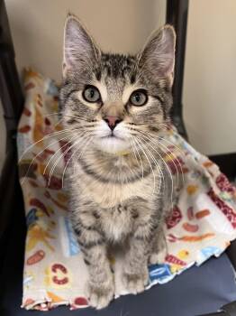 Domestic Short Hair Cats Available for Adoption in Arlington Heights, Illinois - Wilbur | PetCurious