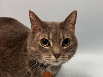 Mimsey -  Domestic Short Hair Cat for Adoption in Woodbury, Minnesota - Mimsey | PetCurious