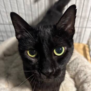 Dolly Purrton -  Domestic Short Hair Cat for Adoption in Johnstown, Pennsylvania - Dolly Purrton | PetCurious