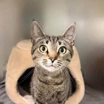 Atomic -  Domestic Short Hair Cat for Adoption in State College, Pennsylvania - Atomic | PetCurious