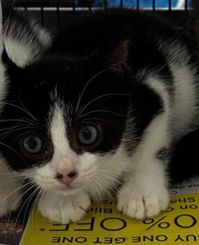 NEAL -  Domestic Short Hair Cat for Adoption in Fort Lauderdale, Florida - NEAL | PetCurious