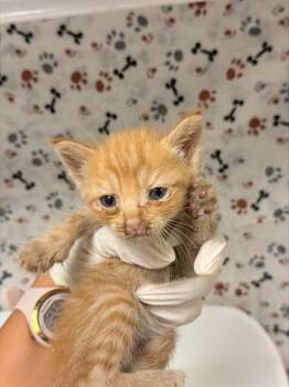 UNO -  Domestic Short Hair Cat for Adoption in Riverside, California - UNO | PetCurious