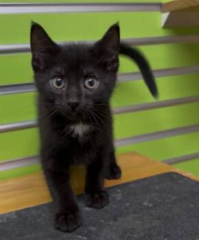 BOB -  Domestic Short Hair Cat for Adoption in St. Peters, Missouri - BOB | PetCurious