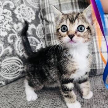Domestic Short Hair Cats Available for Adoption in Liverpool, Texas - Cordelia | PetCurious