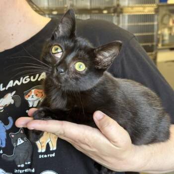 PRISMO -  Domestic Short Hair Cat for Adoption in Camarillo, California - PRISMO | PetCurious