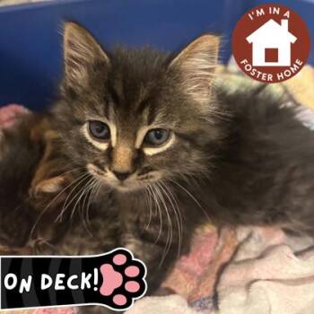 Harry Potter -  Domestic Short Hair Cat Available for Adoption in Janesville, Wisconsin - Harry Potter | PetCurious