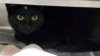 PEPPER -  Domestic Short Hair Cat for Adoption in Aurora, Illinois - PEPPER | PetCurious