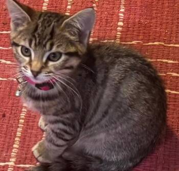 Alvina -  Domestic Short Hair Cat for Adoption - Alvina | PetCurious
