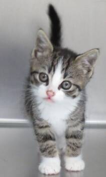 Espresso -  Domestic Short Hair Cat for Adoption in Lexington, Virginia - Espresso | PetCurious