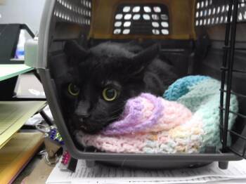JUDITH -  Domestic Short Hair Cat for Adoption in Omaha, Nebraska - JUDITH | PetCurious