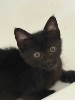 Stella -  Domestic Medium Hair Cat for Adoption in Evans, Georgia - Stella | PetCurious