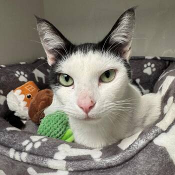 Ophelia -  Domestic Short Hair Cat for Adoption in East Hanover, New Jersey - Ophelia | PetCurious