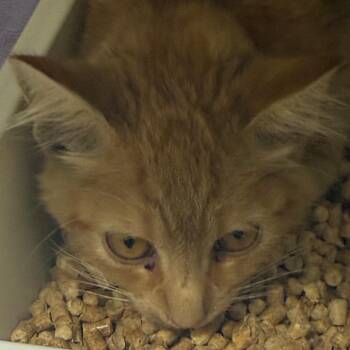 Rotisserie -  Domestic Medium Hair Cat for Adoption in Yuma, Arizona - Rotisserie | PetCurious