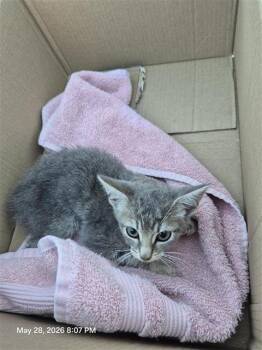 Domestic Short Hair Cats Available for Adoption in San Antonio, Texas - ARIANA | PetCurious