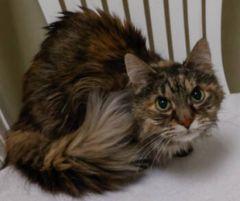 Rescue Domestic Long Hair and Domestic Short Hair Cats for Adoption in Verona, Wisconsin - Chloe | PetCurious