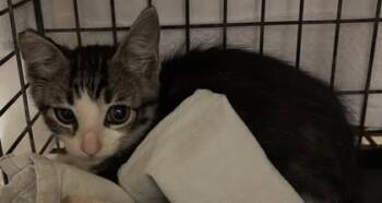 Earl -  Domestic Short Hair Cat for Adoption in Honolulu, Hawaii - Earl | PetCurious