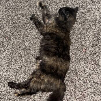 Anastasia -  Domestic Long Hair Cat for Adoption in Hinesville, Georgia - Anastasia | PetCurious